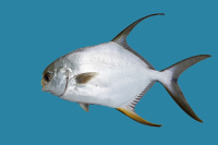 Đặc điểm cá Chim trắng vây vàng